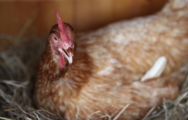 สูตรอาหารไก่อินทรีย์ ให้พลังงานสูง โดยเกษตรกรรุ่นใหม่!